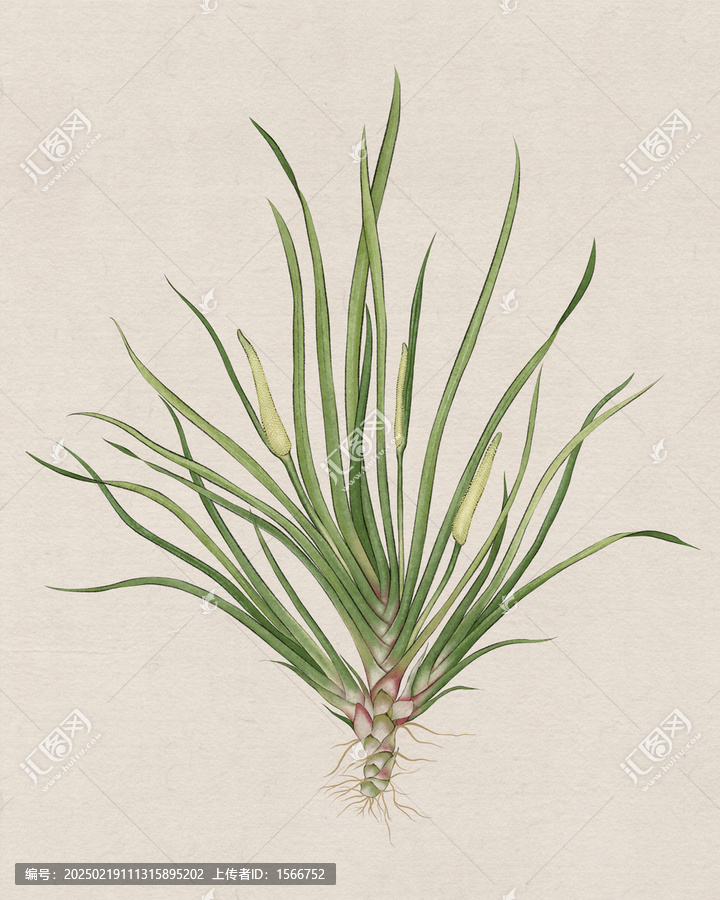 三奈植株