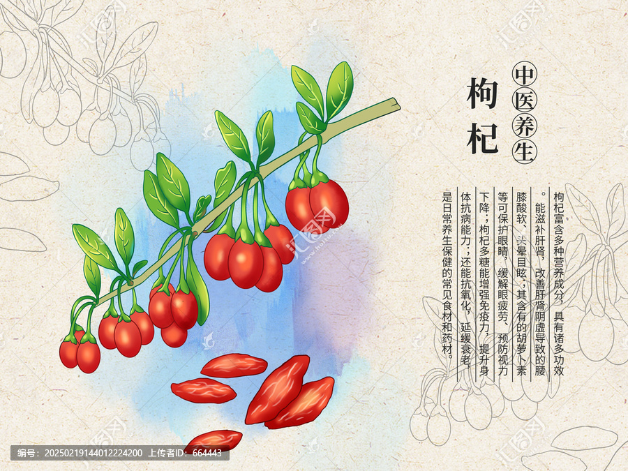 枸杞手繪中草藥