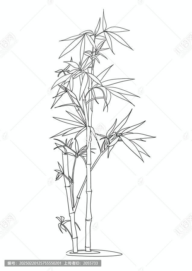 竹子線稿