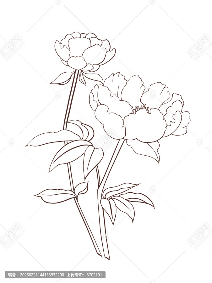 白芍藥