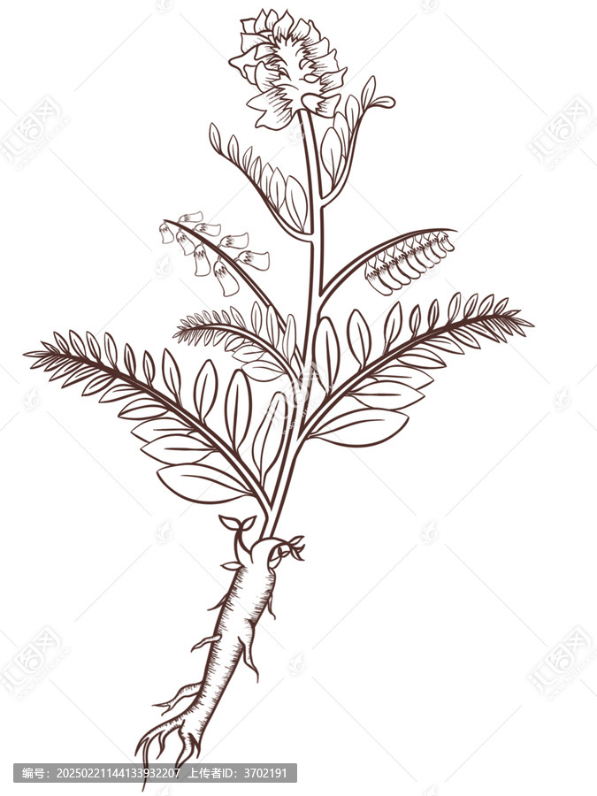 黃芪