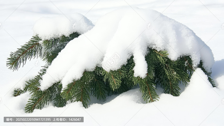 冬季積雪的常青樹(shù)枝