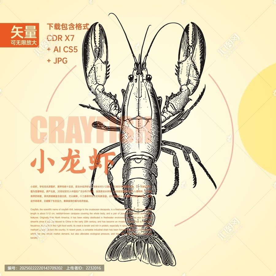 矢量小龍蝦