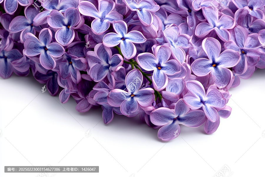 白色背景上的丁香花特寫