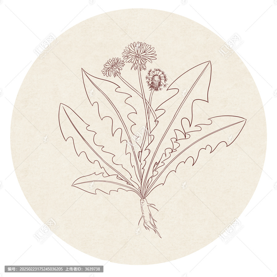 蒲公英插畫線稿