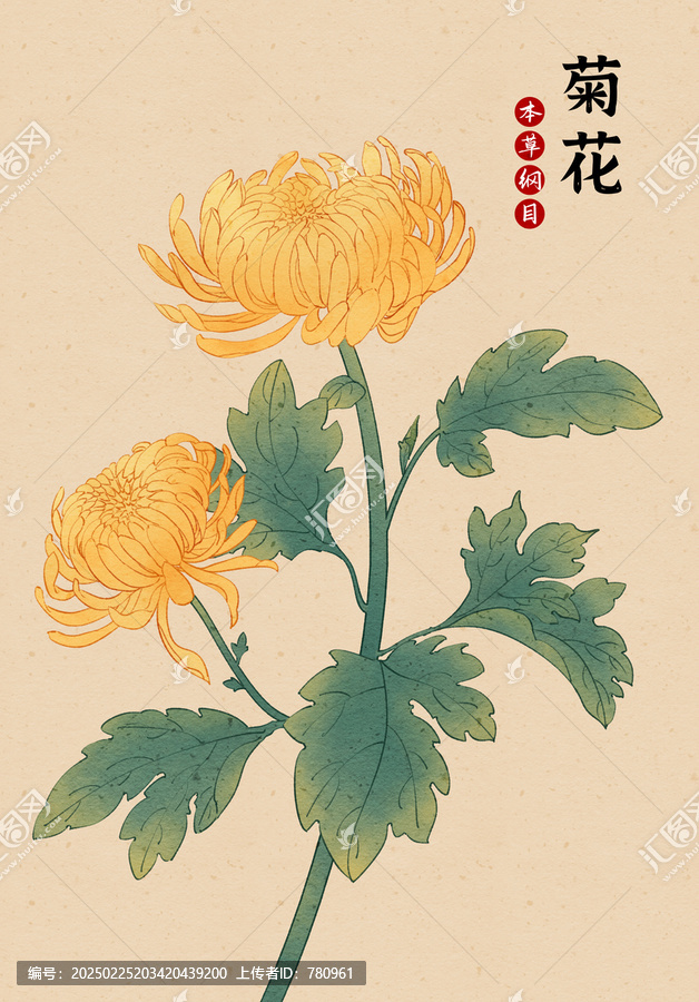 菊花