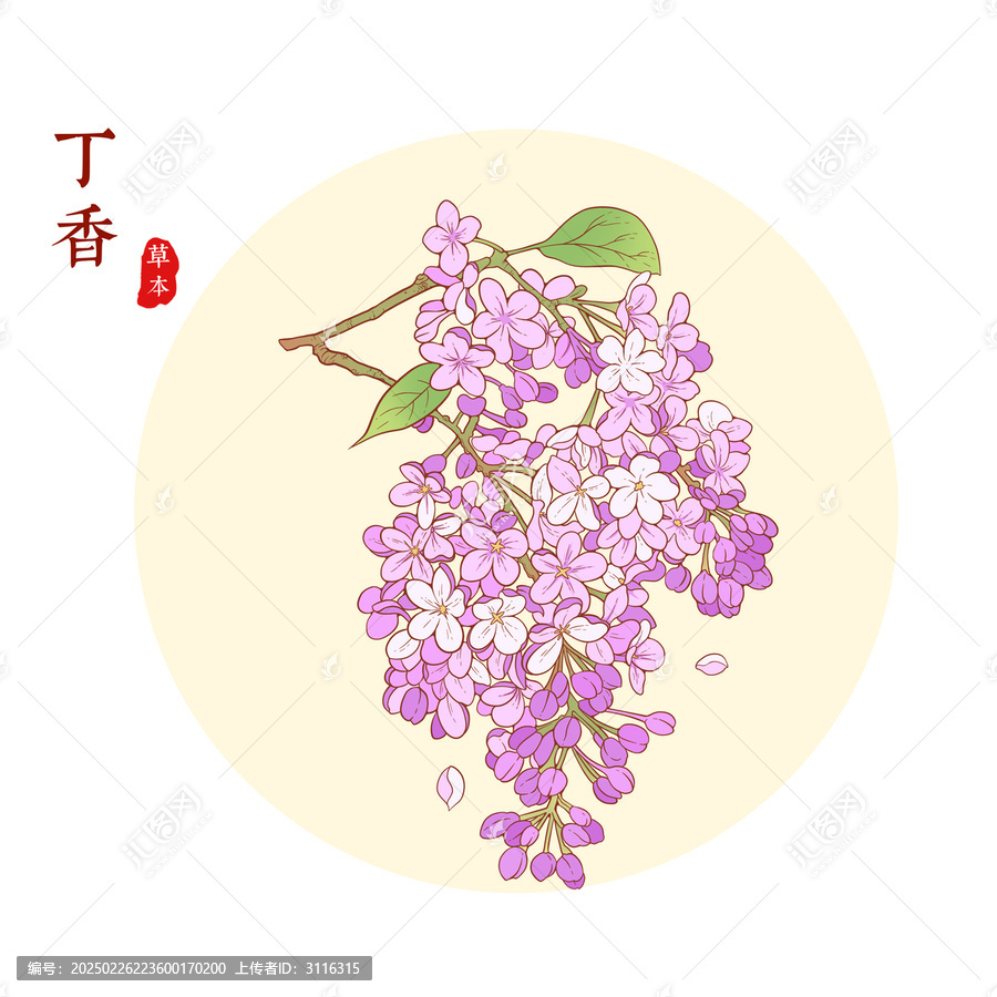 丁香