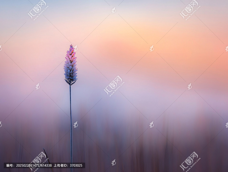 狗尾草暖色背景