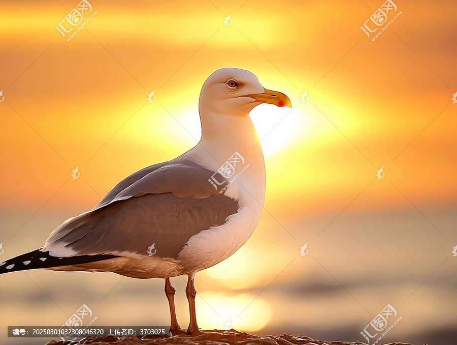 高清唯美海鷗特寫
