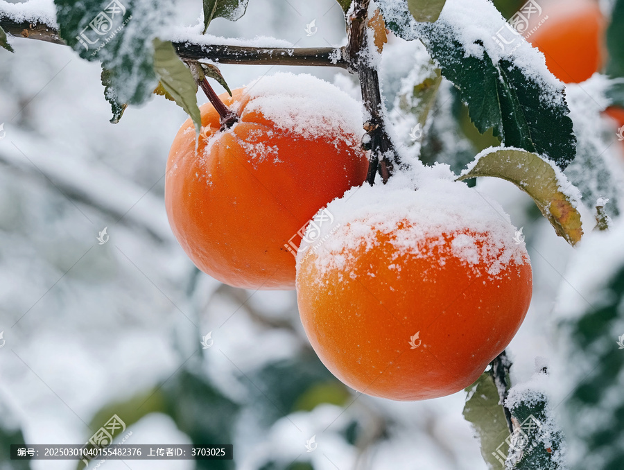 蓋著雪被的紅柿