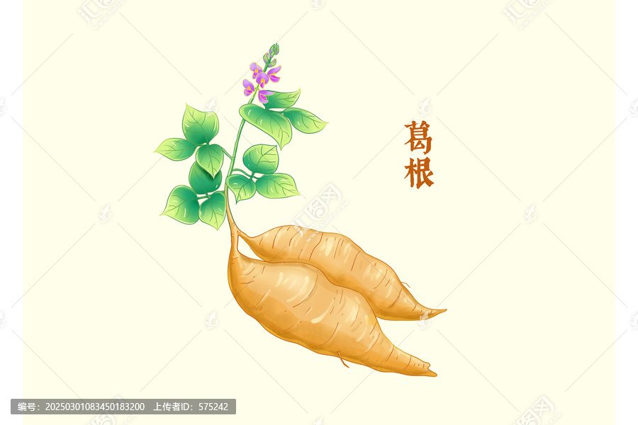 手繪葛根葛根草藥插畫