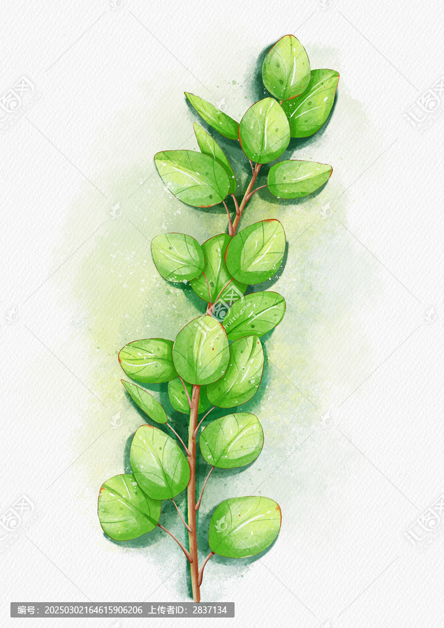 手繪水彩風尤加利葉綠色植物插畫