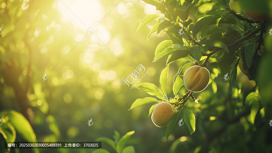 陽光下的水果