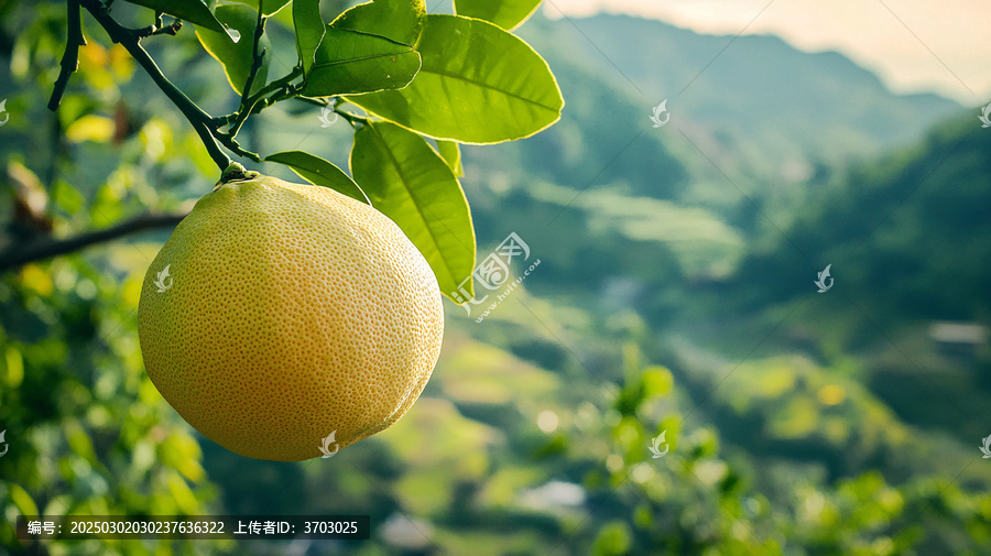度尾文旦柚