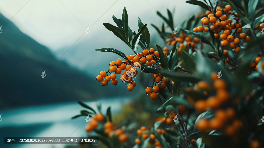 高清山里紅果