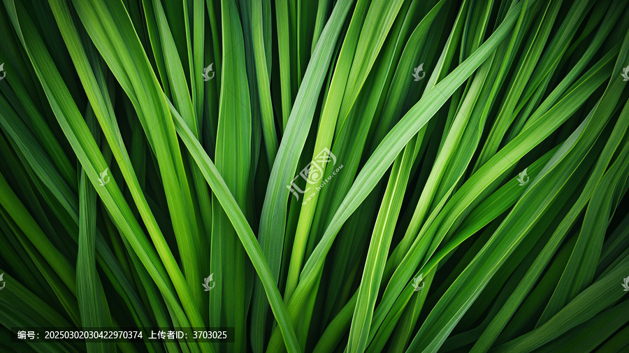 小草素材