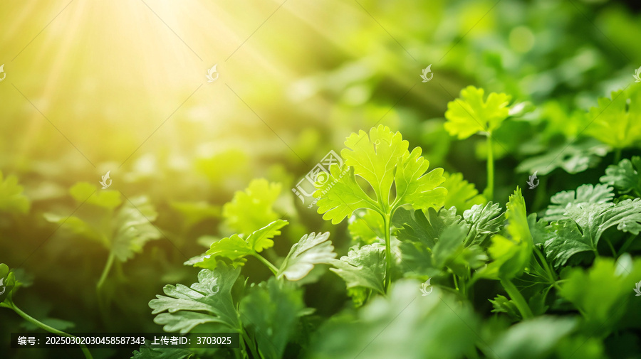 陽光下的香菜