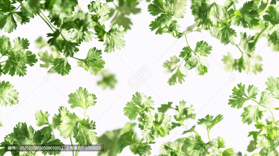 芫荽背景