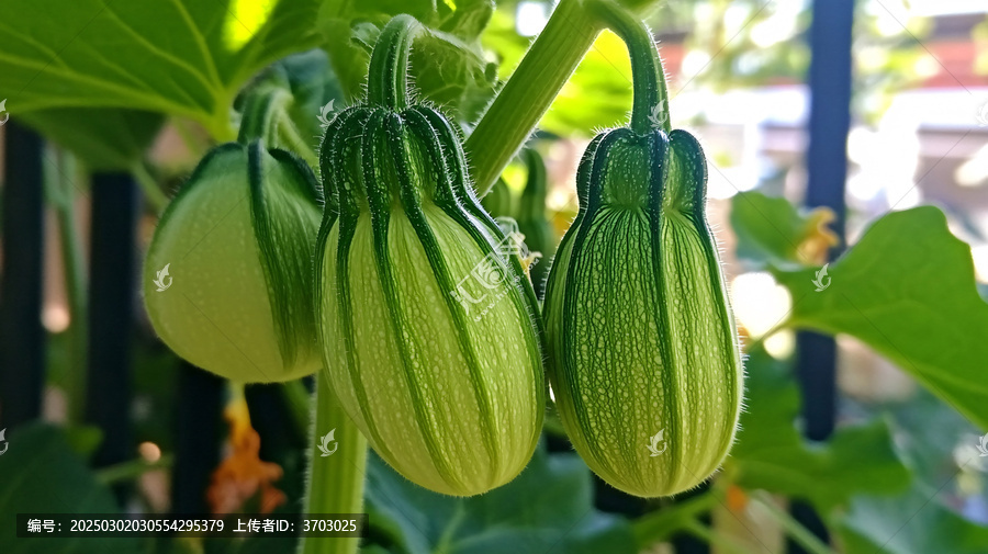 西葫蘆結(jié)果