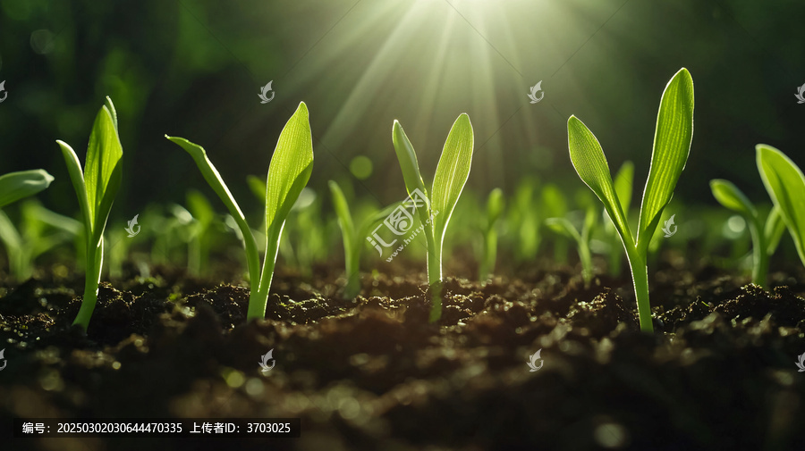 陽光下的小苗