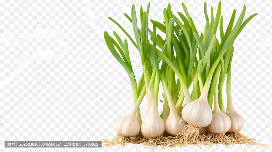 蒜苗設計素材