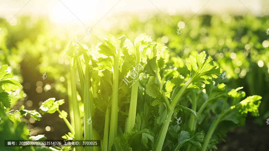 芹菜種植蔬菜種植