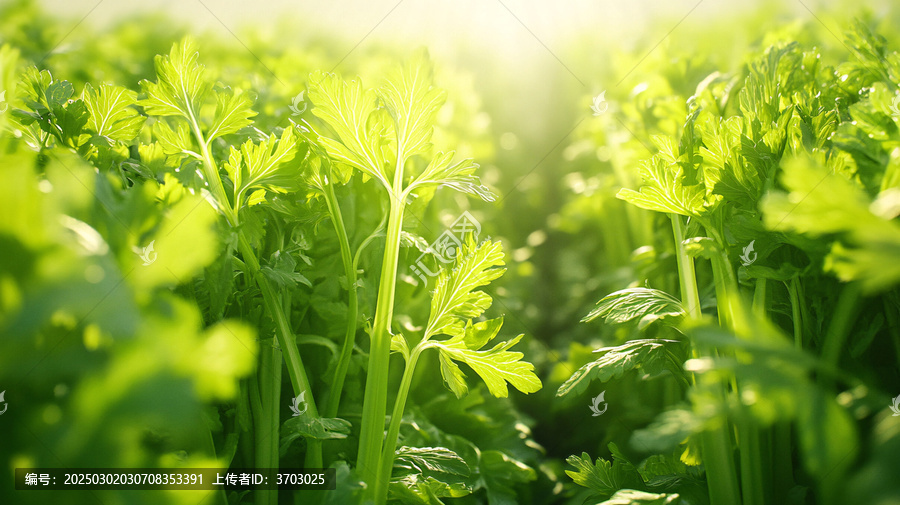 芹菜種植蔬菜種植