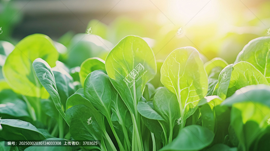 陽(yáng)光下的青菜