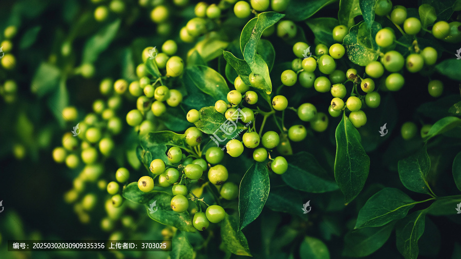 雨露枸骨