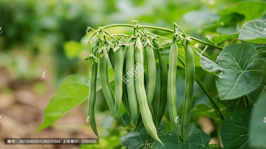 豆類農(nóng)產(chǎn)品果實豆角地