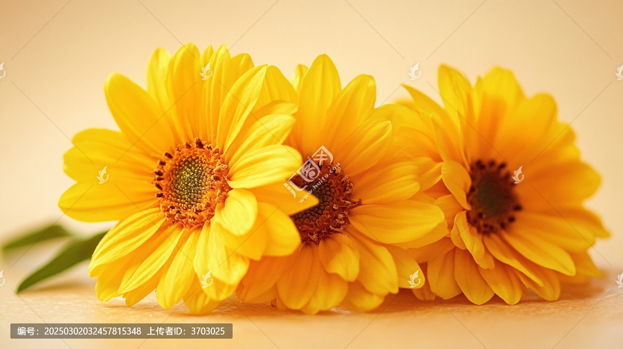 黃色太陽(yáng)花壁紙