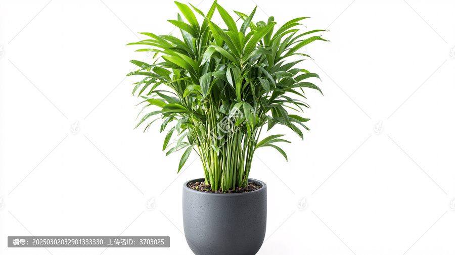 盆栽