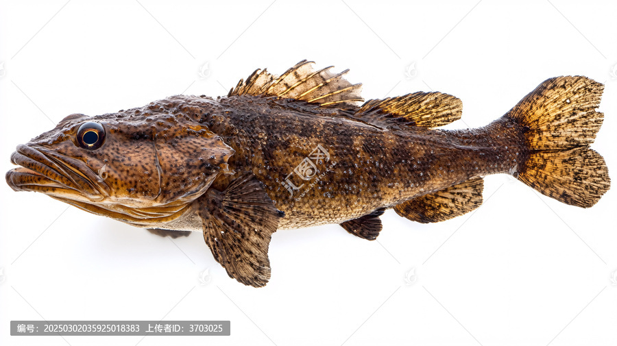 狗魚白底圖