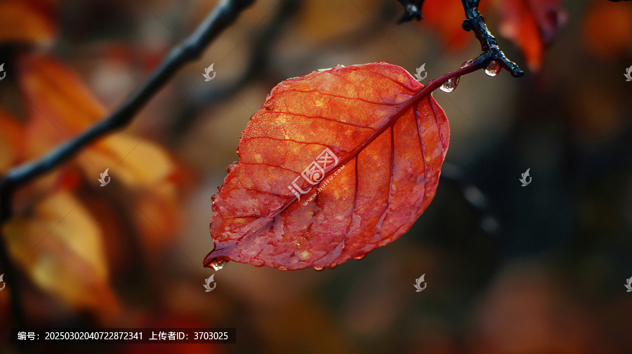 秋紅秋雨綿綿