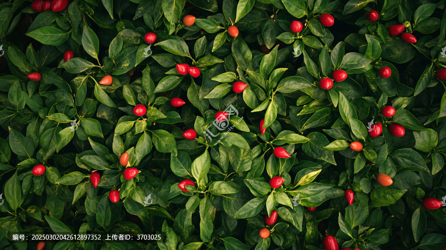 冬青綠葉背景