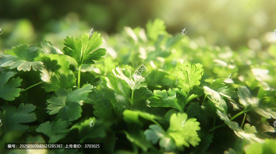 陽光下的香菜
