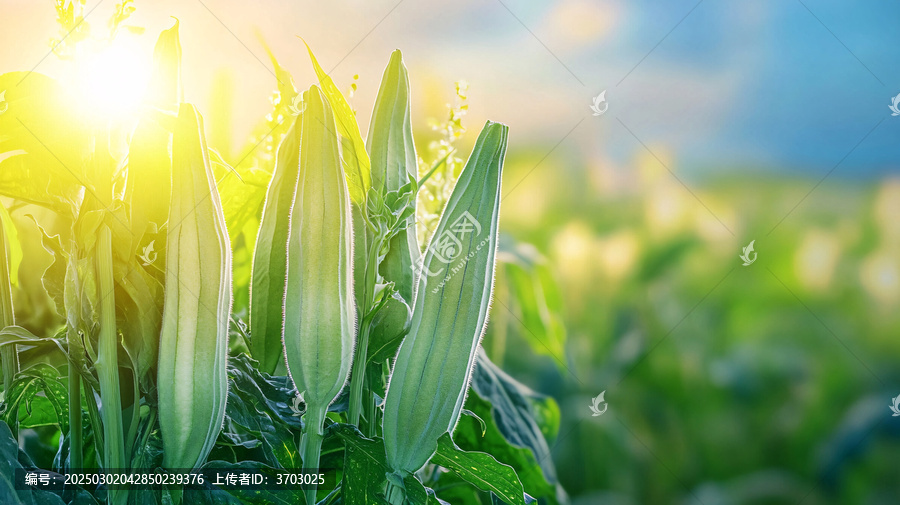 高清農(nóng)作物