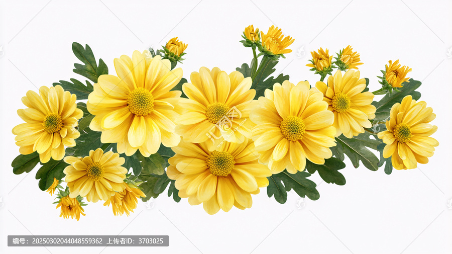 金盞花