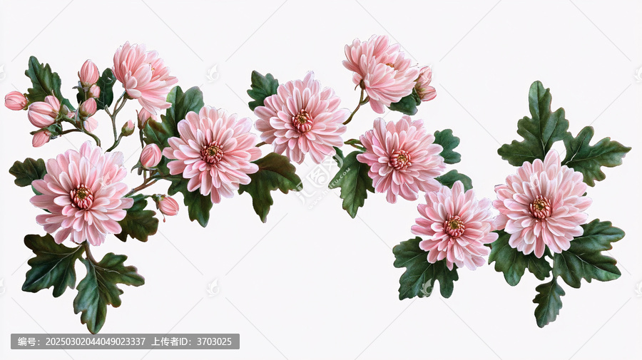 菊花