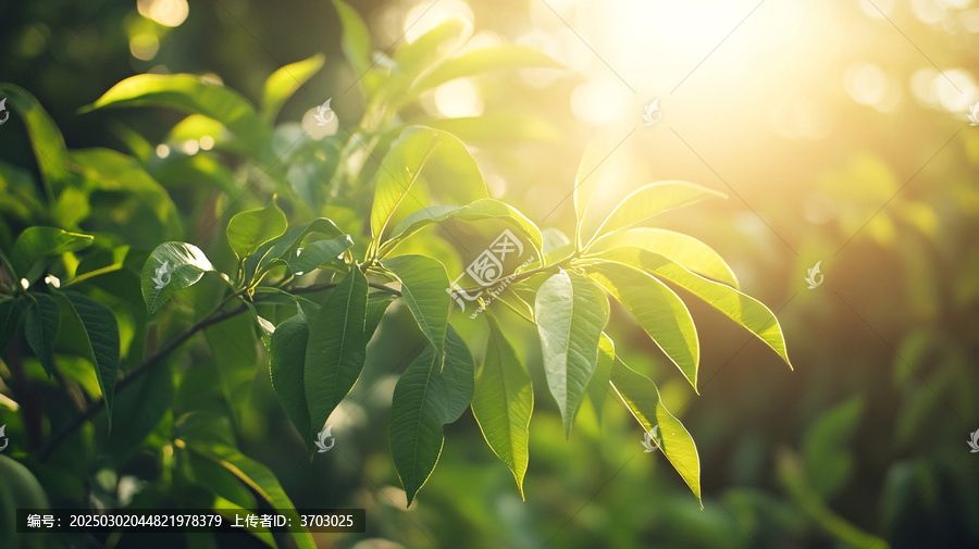 陽(yáng)光樹(shù)葉陽(yáng)光綠葉