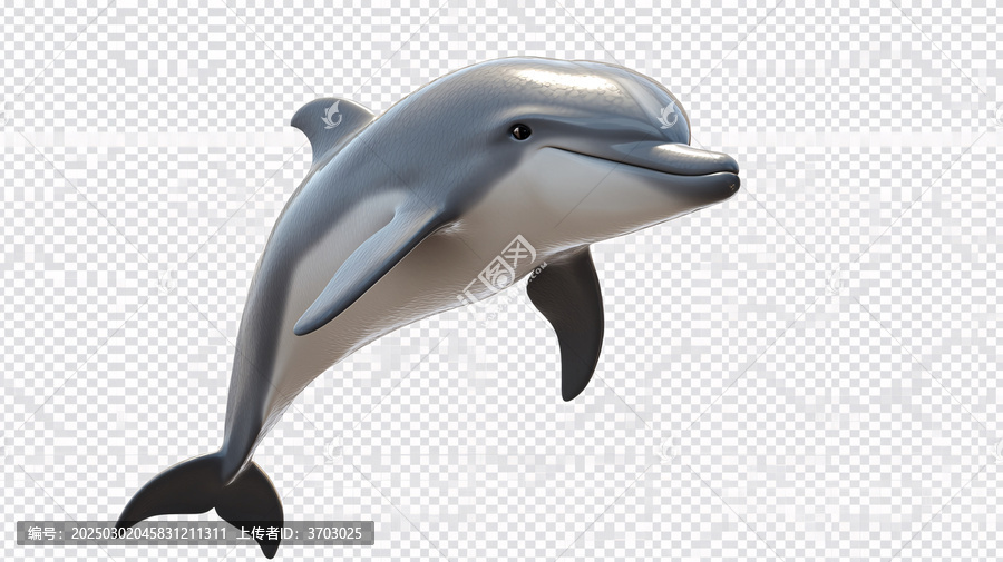 海豚白模