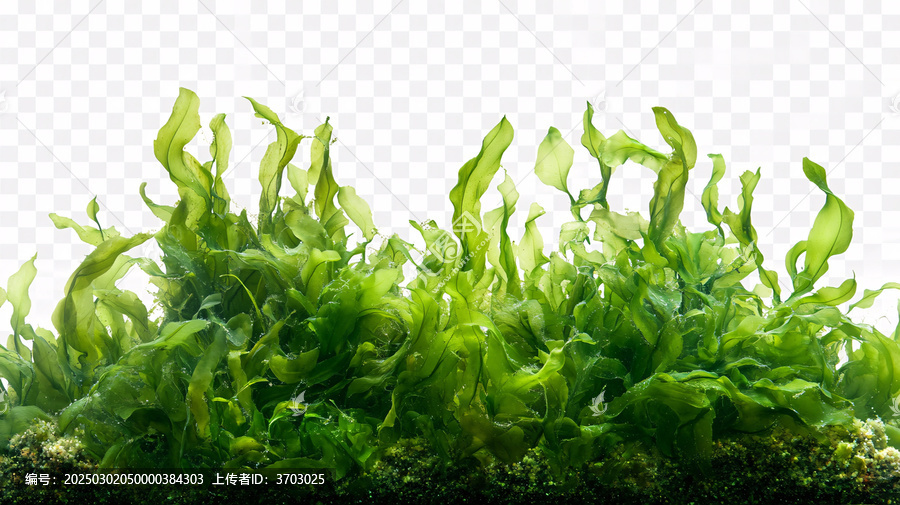 海草素材