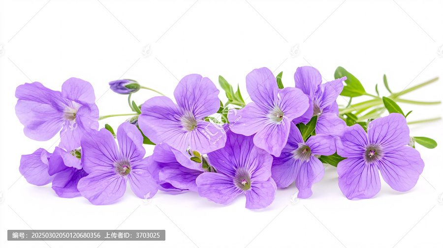 二月蘭圖片素材