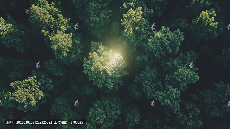 森林全景圖