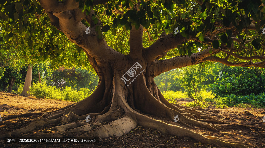 樹大根深