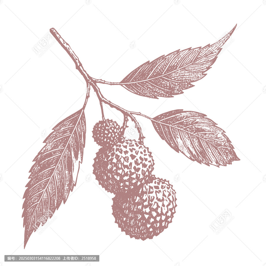 荔枝插畫