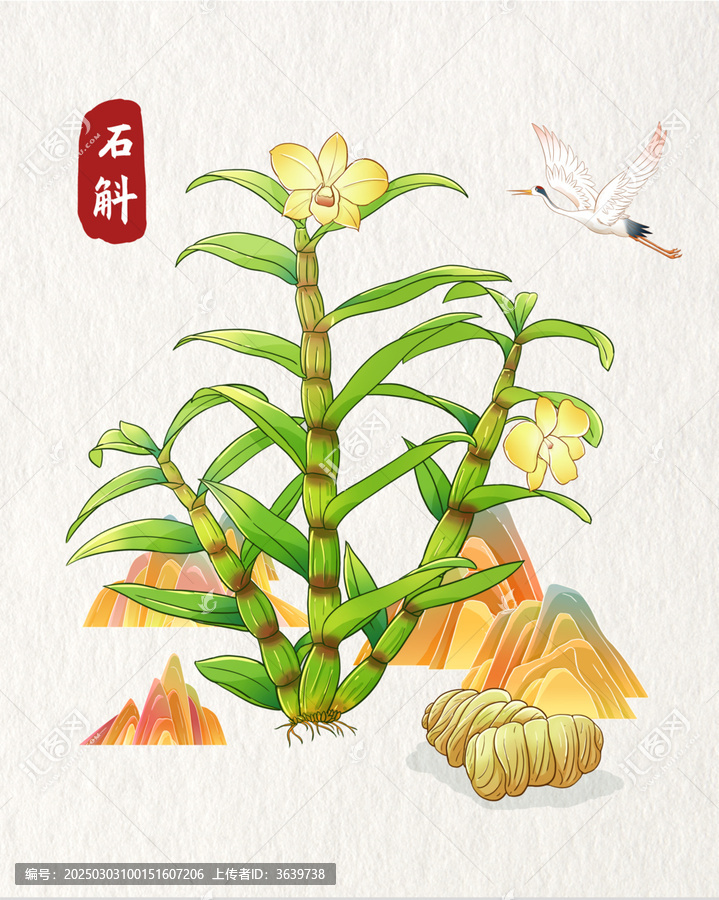 石斛插畫