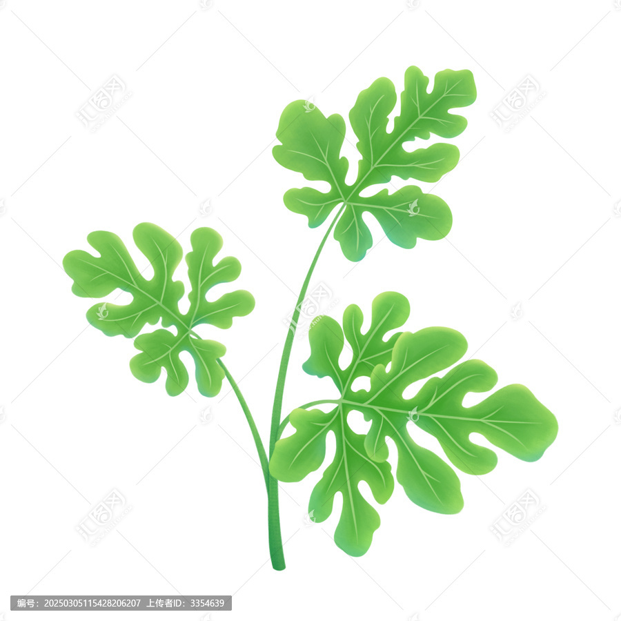 卵形植物葉子植株