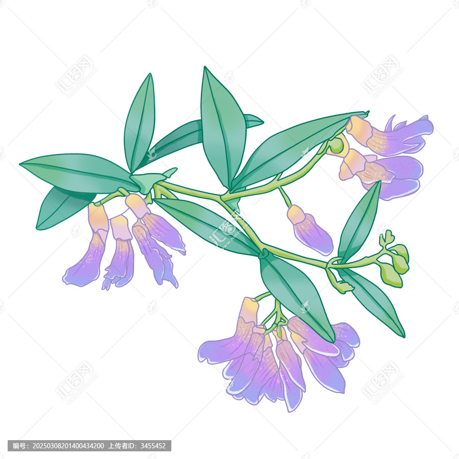 歪頭菜