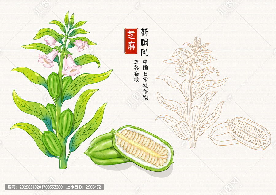 芝麻插畫(huà)